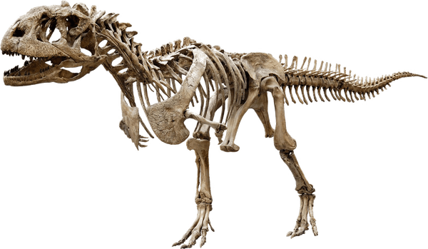 Fossils PNG
