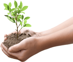 Plant Tree PNG