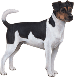 Farm Dog PNG