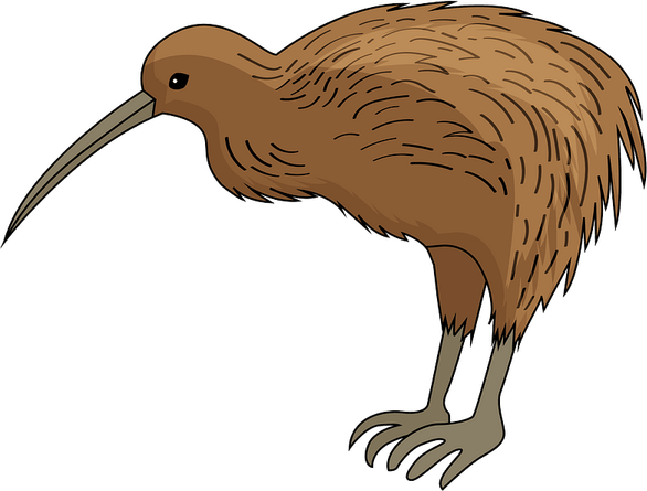 Kiwi Bird PNG