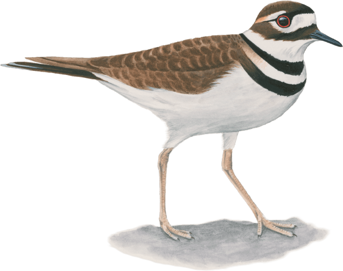 Killdeer Bird PNG