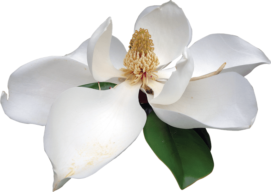 Magnolia PNG