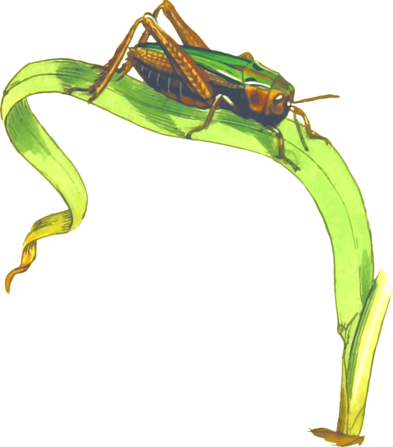 Cricket Insect PNG