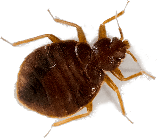 Tick Insect PNG