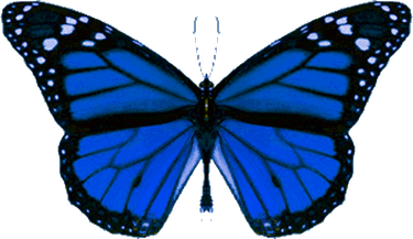Butterfly Animation PNG