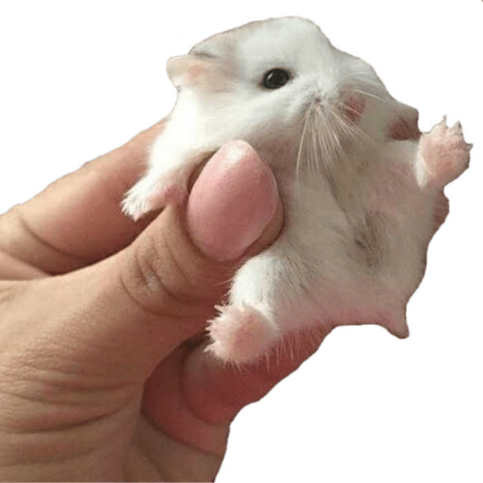 Hamster PNG