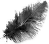 Feather PNG