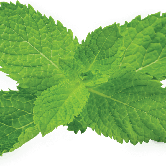 Mint Leaves PNG
