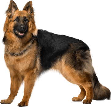 German Shepherd Dog PNG