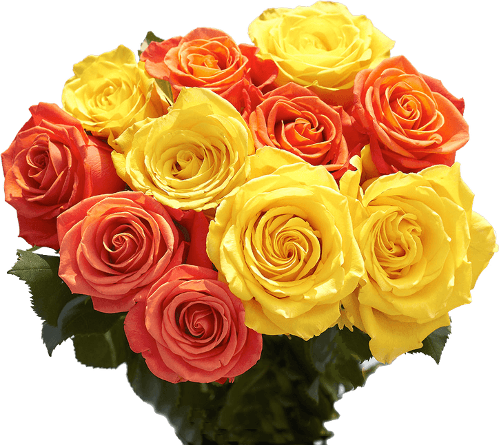 Rose Yellow PNG