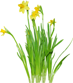 Daffodils PNG