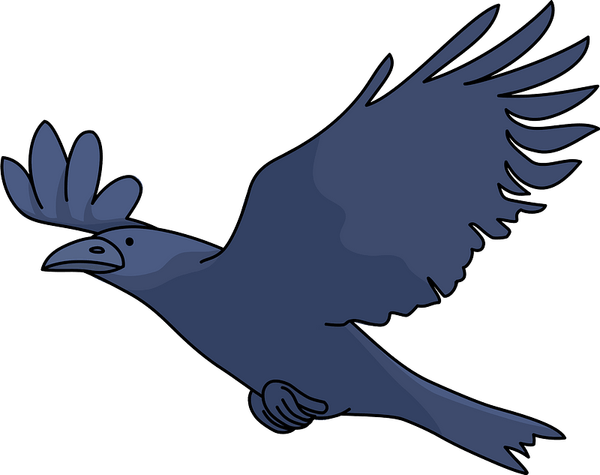 Hooded Crow PNG
