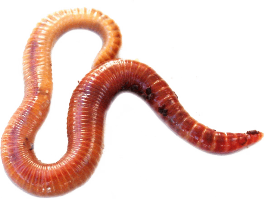Worm PNG