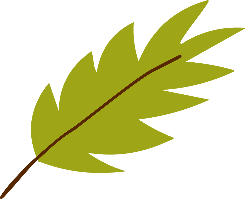 Jungle Leaf PNG