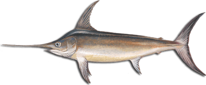 Sword Fish PNG