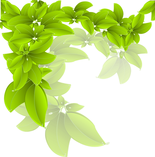 Green Leaf PNG