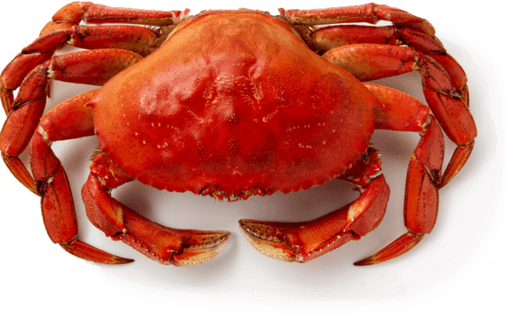 Shell Fish PNG