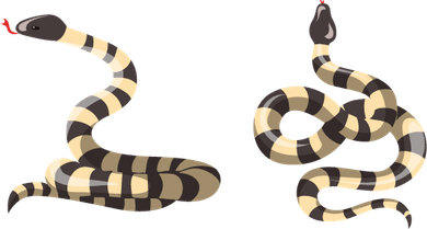 Kingsnakes PNG
