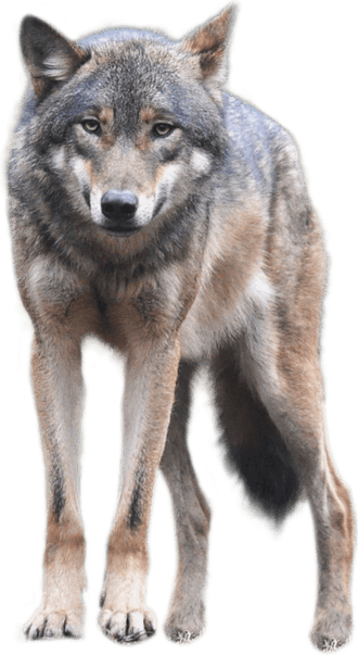 Wolf PNG