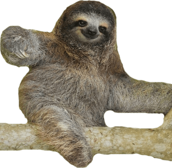 Sloth PNG
