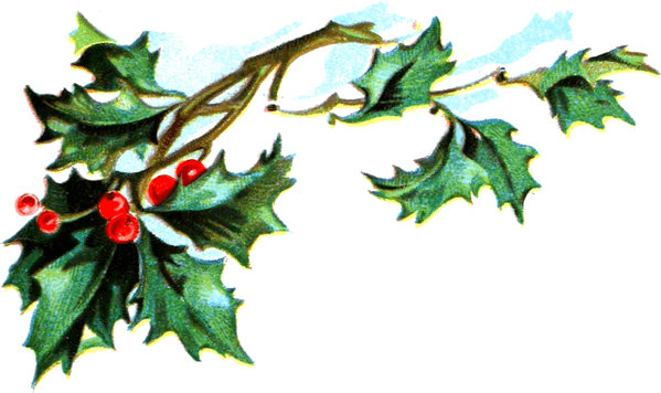 Holly PNG