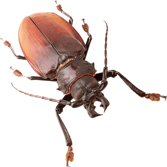 Insect PNG
