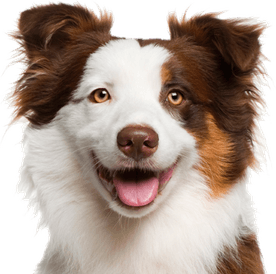 Cute Dog PNG