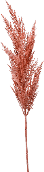 Pampas PNG