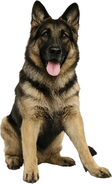 Smart Dog PNG