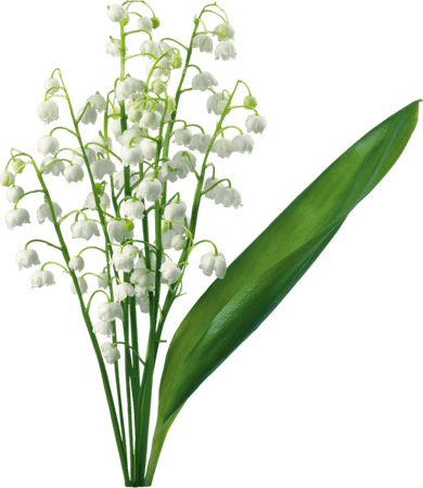 Lily Of The Valley PNG