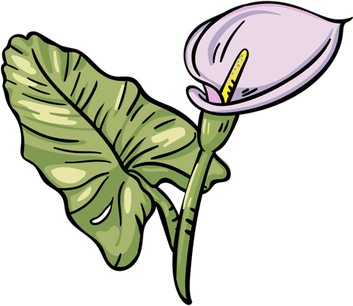 Calla Lily PNG