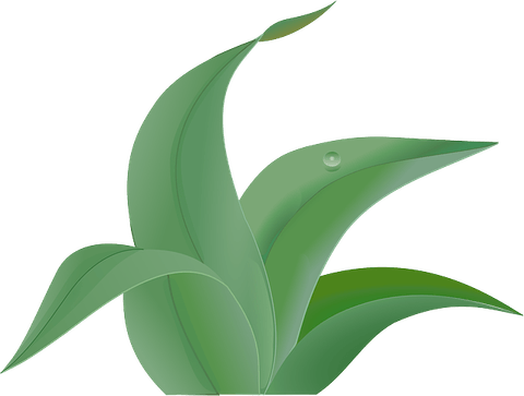 Jungle Grass PNG