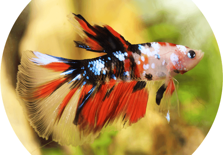 Betta Fish PNG