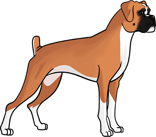 Boxer Dog PNG