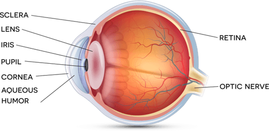 Human Eyes PNG