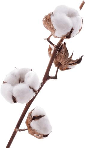 Organic Cotton PNG