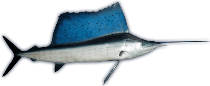 Ocean Fish PNG