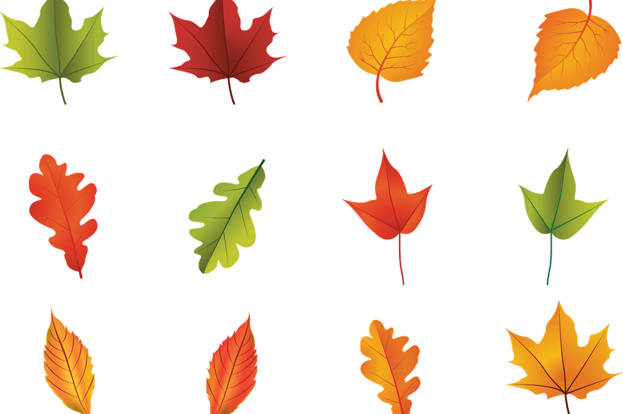 Autumn Leaf PNG