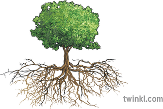Roots PNG