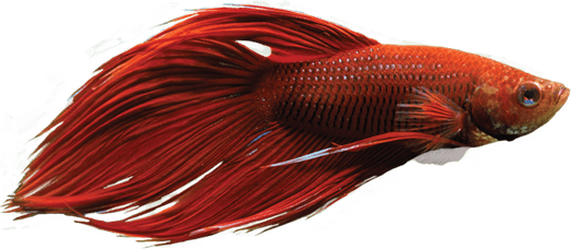 Betta PNG