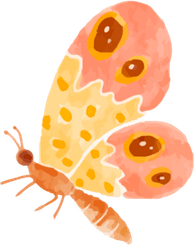 Flying Butterfly PNG