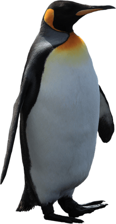 Emperor Penguin PNG