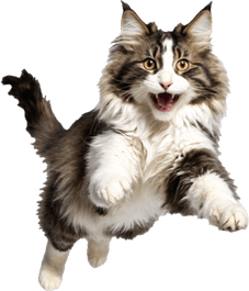 Cat Falling PNG