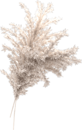 Pampas PNG