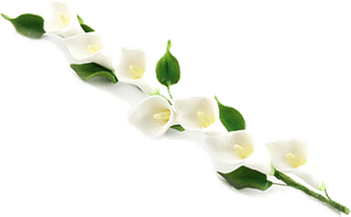 Callalily PNG