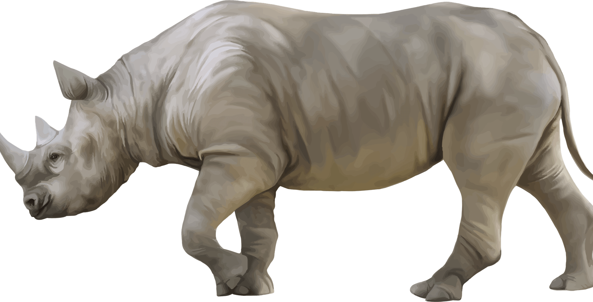 White Rhinoceros PNG