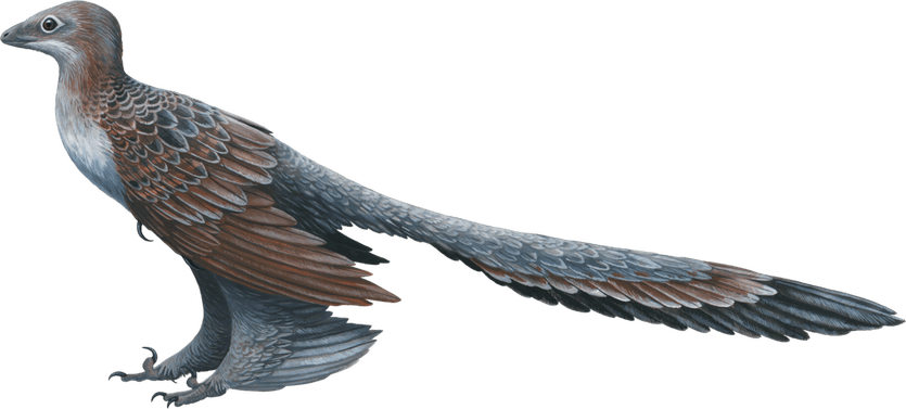 Dinosaur Bird PNG