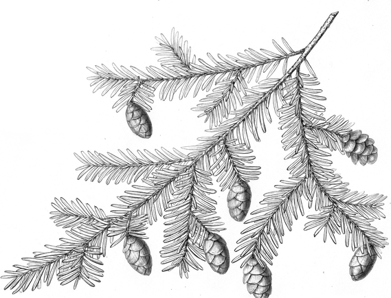 Hemlock Tree PNG
