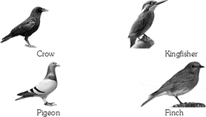 Flying Birds PNG