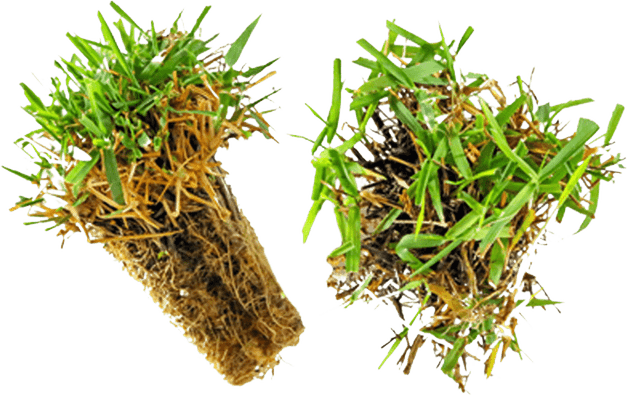 Buffalo Grass PNG